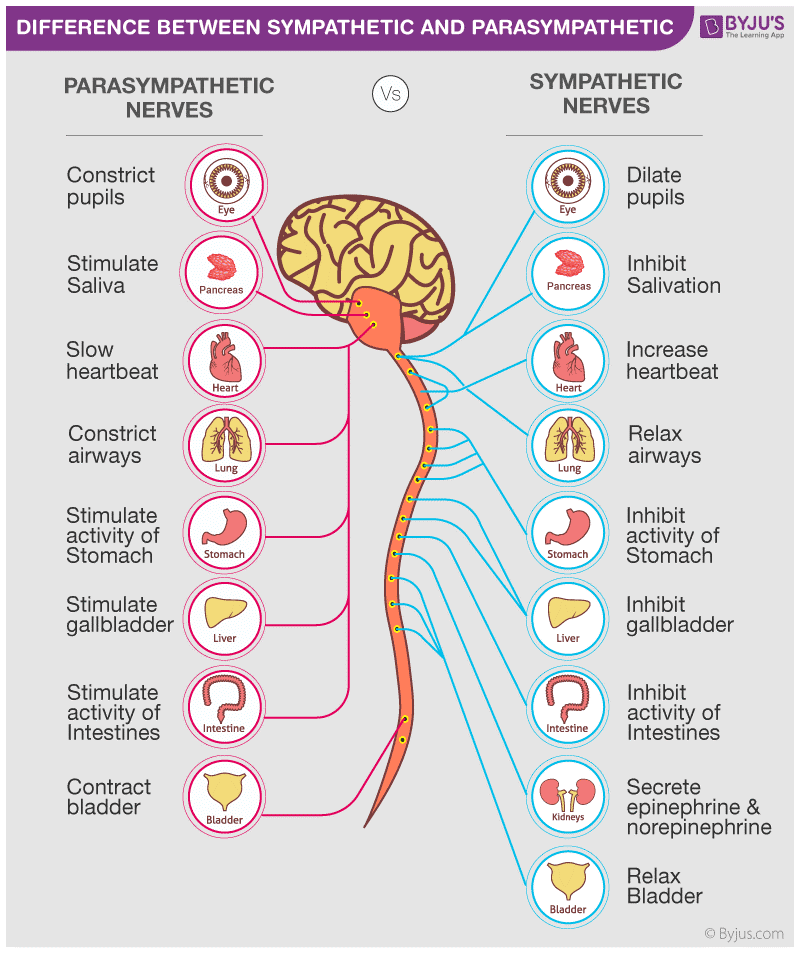 autonomic nervous system
